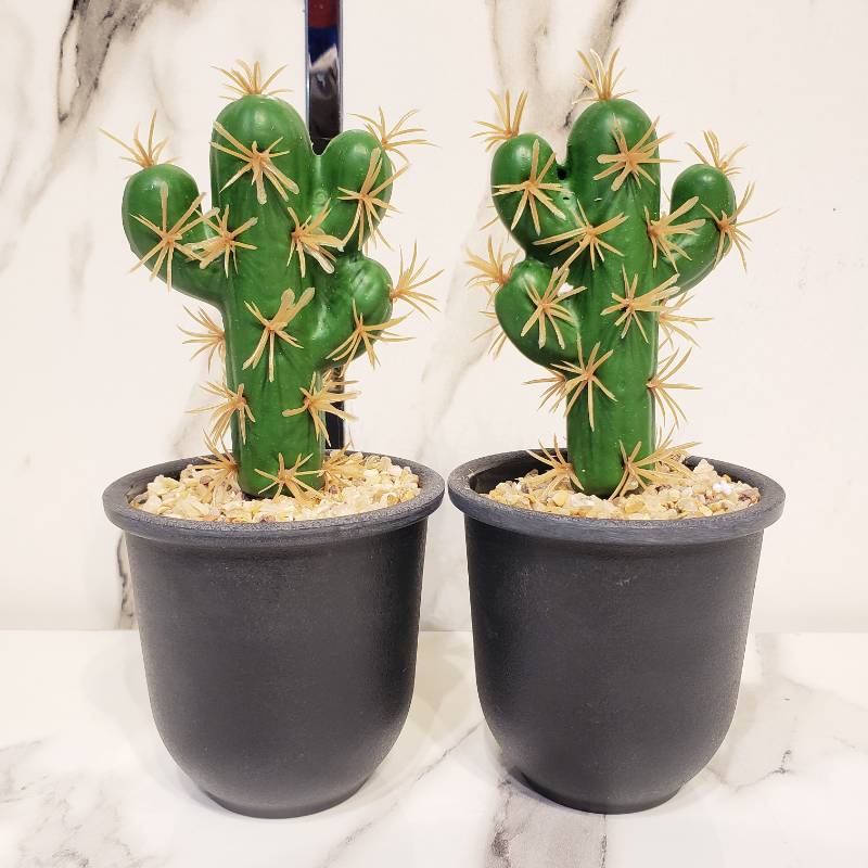 Cactus Small Pot New