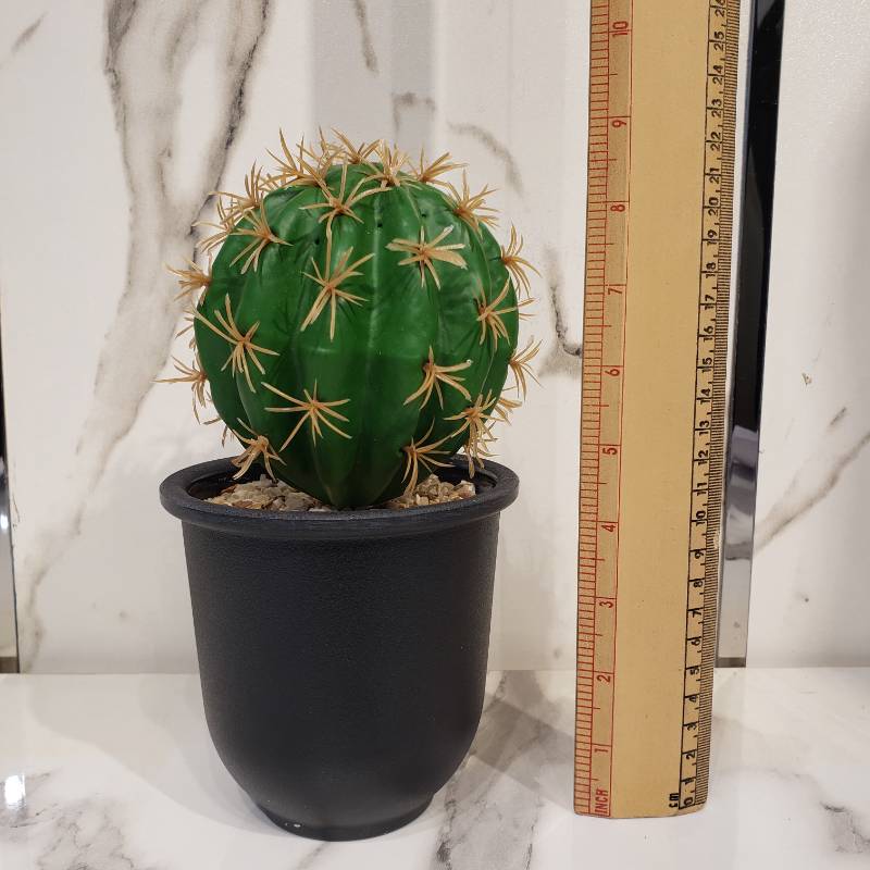 Cactus Pot NC