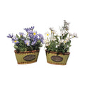 Mini Artificial Plant With Ceramic Bucket {Each Piece}