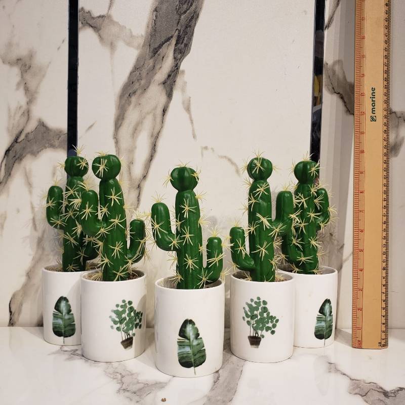 Ceramic Pot & Cactus Plant Each Piece