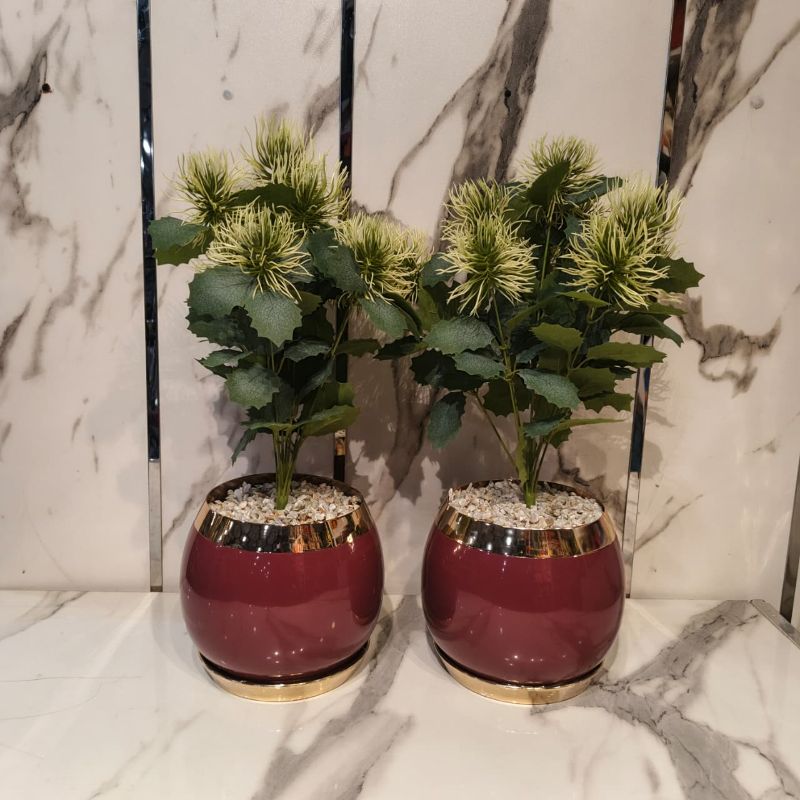 Plantor Including Plate W/O Plate