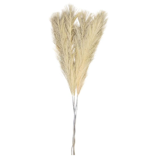 New Pampass Grass