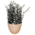 Spiral Eucalyptus Pot {large size}