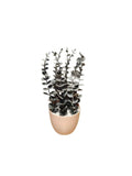 Mini Green Pot {Small}