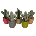 Snow Cactus Pot Large {Each Piece}