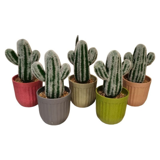 Snow Cactus Pot Large {Each Piece}