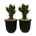 Cactus Small Pot New {Each Piece}