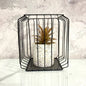 Square Bonzai Cage Small