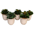 Small Plant Pot NC {Each Piece}