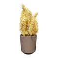 Dry Bunch Pot