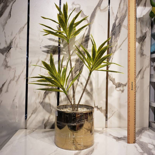Date Style Plant NC