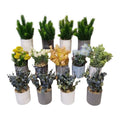 Nature Touch Mini Plants {Each Piece}