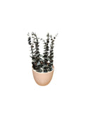Mini Green Pot {Medium}